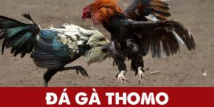 Đá Gà Thomo