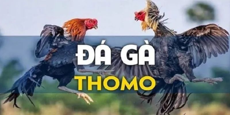 Khơi nguồn của bộ môn đá gà thomo