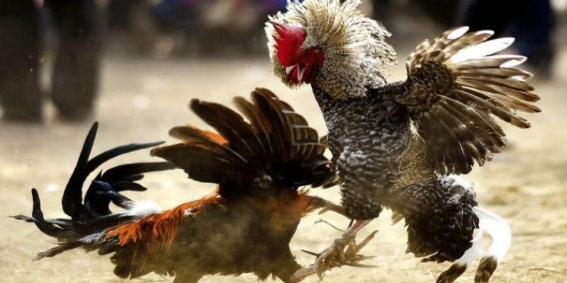 Một vài nguyên tắc khi tham gia đá gà thomo hội viên nên biết