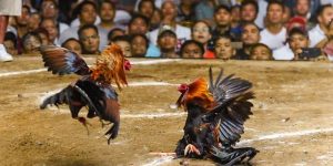 Thuật Ngữ Đá Gà