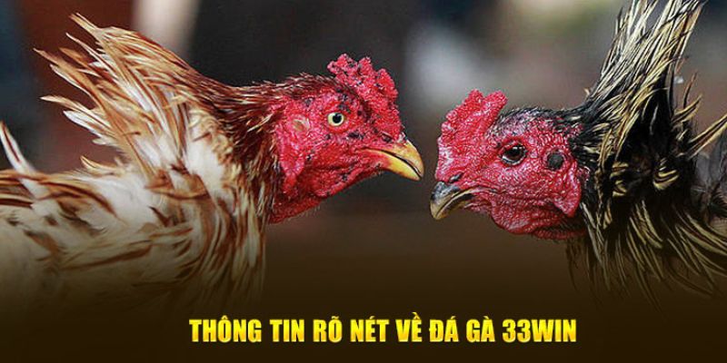 từng bước tham gia đá gà 33win đơn giản cho thành viên mới